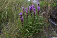 Liatris helleri