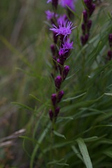 Liatris helleri