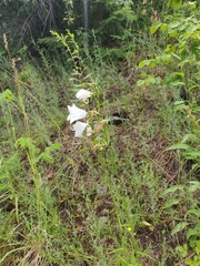 Campanula persicifolia