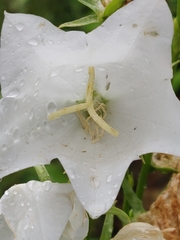 Campanula persicifolia