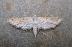 Parapoynx allionealis