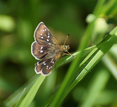 Piruna penaea