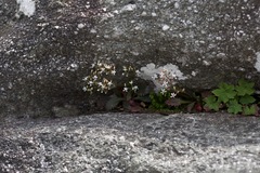 Micranthes petiolaris