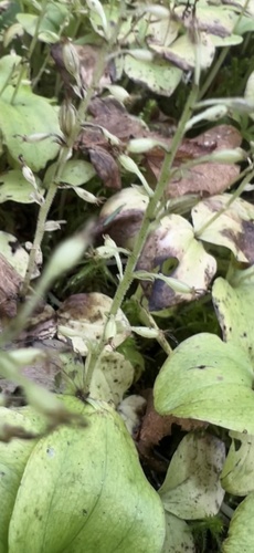 Image of Neottia convallarioides by no rights reserved