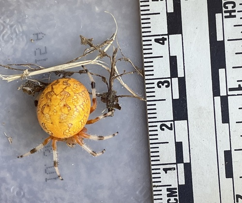 Marbled orbweaver