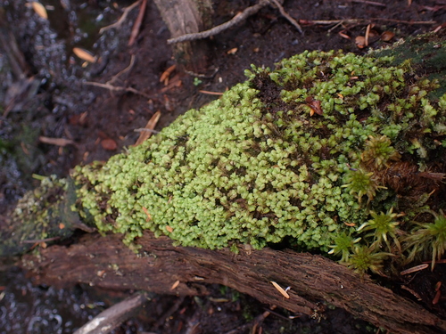 Image of Mylia taylorii by no rights reserved
