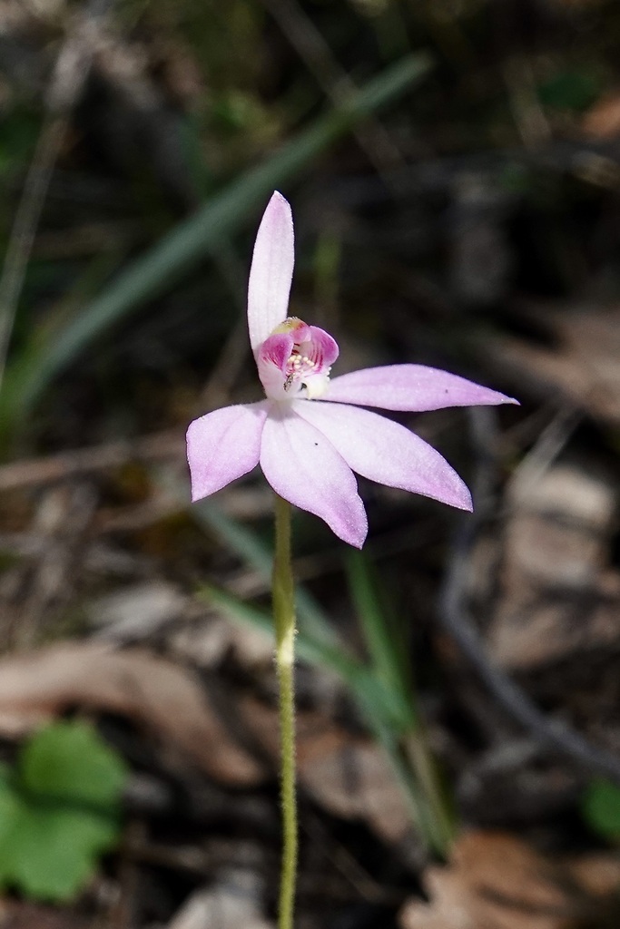 Caladenia ornata