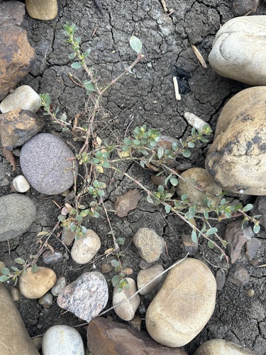 Image of Polygonum achoreum by no rights reserved