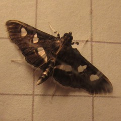 Desmia subdivisalis