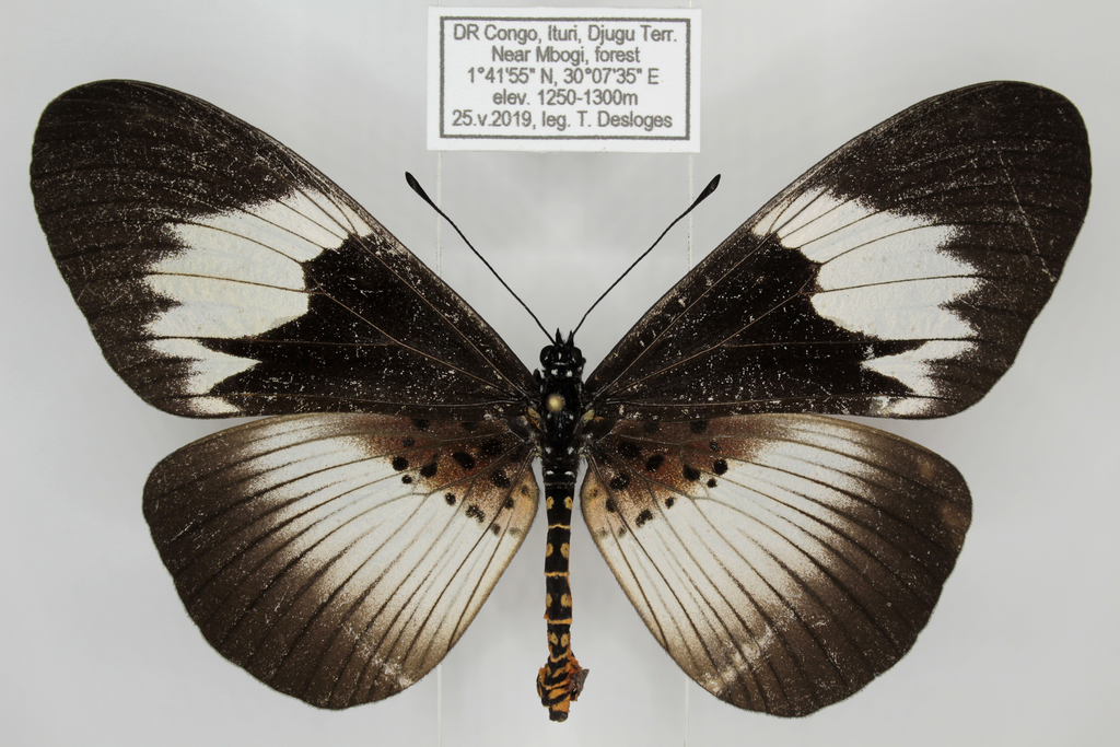 Black-spot Wanderer