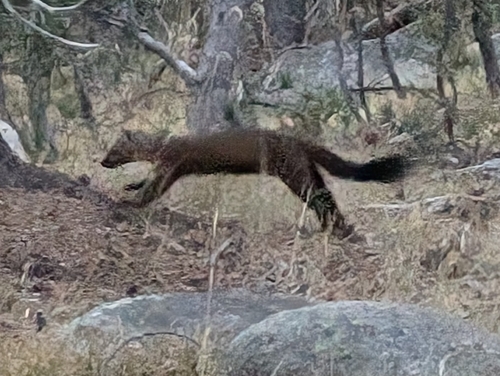 Pacific Marten