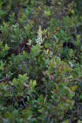 Melanthieae