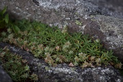 Paronychia argyrocoma