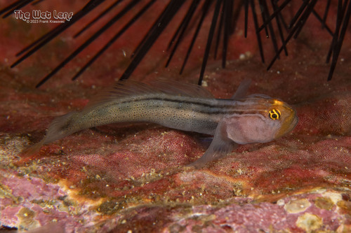 Redhead Goby