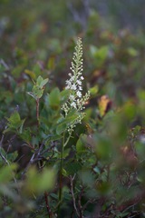 Melanthieae