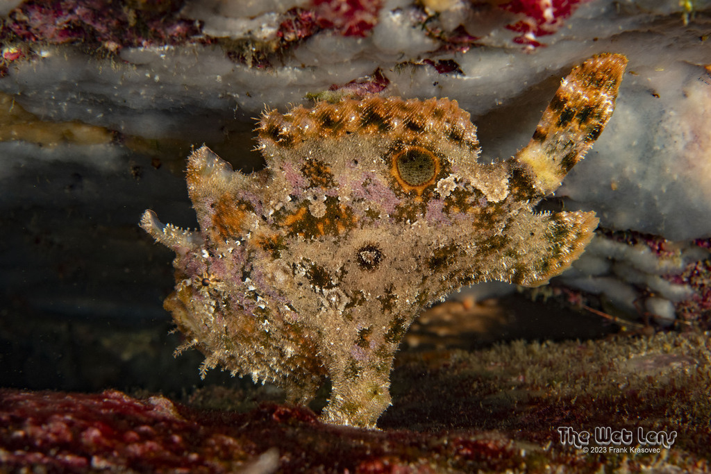 Roughbar Frogfish
