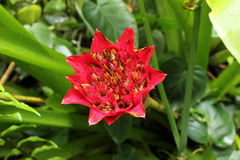 Canistrum aurantiacum