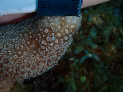 Porites porites