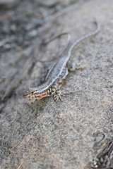 Sceloporus graciosus gracilis