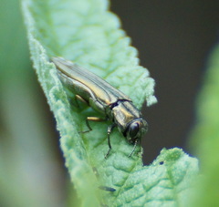 Agrilus aureus