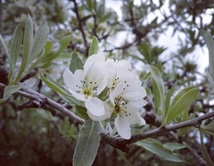 Pyrus salicifolia