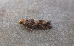 Eucopina tocullionana