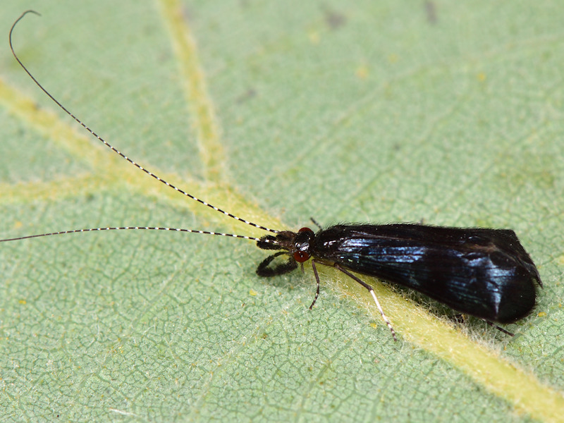 Mystacides azureus