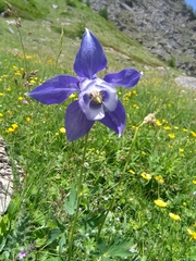 Aquilegia alpina