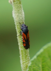 Oncometopia rufipennis