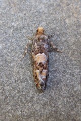 Eucopina tocullionana