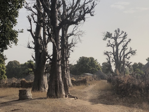 African baobab