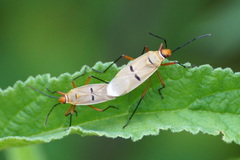 Dysdercus bimaculatus