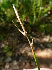 Carex multicaulis