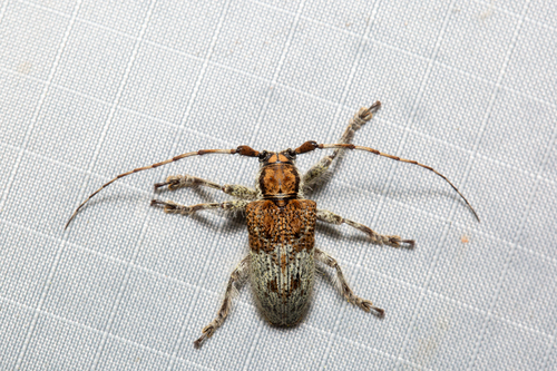 Dystasiopsis malaccana