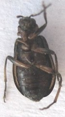 Luperina