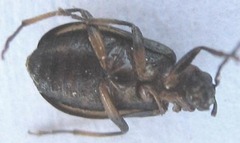 Luperina