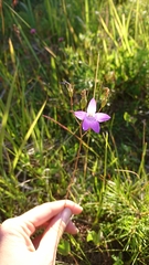 Campanula patula