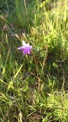 Campanula patula