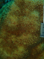 Porites astreoides
