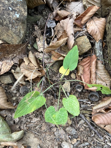 Image of Viola fimbriatula by no rights reserved