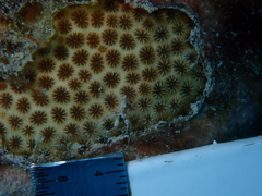 Stephanocoenia intersepta