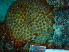 Stephanocoenia intersepta