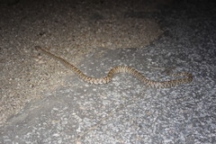 Trimorphodon lyrophanes