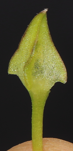 Image of Nolana humifusa by (c) Paúl Gonzáles, some rights reserved (CC BY)