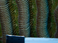 Pseudodiploria strigosa