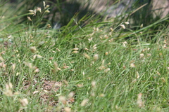 Bouteloua dactyloides