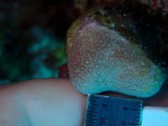 Stephanocoenia intersepta