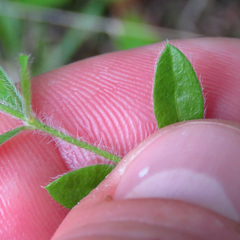 Lechea mucronata