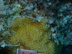 Porites astreoides