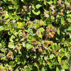 Ceanothus gloriosus gloriosus